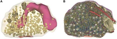 Unraveling the Nanoscopic Organization and Function of Central Mammalian Presynapses With Super-Resolution Microscopy